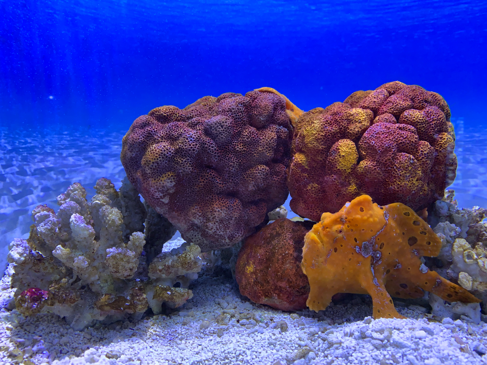 Coral exhibit in the Two Oceans Aquarium